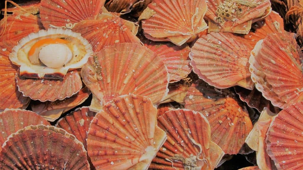 coquilles saint jacques 2681146 1280 (1)